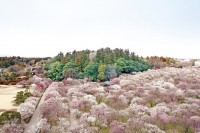 Ibaraki - điểm đến ở Nhật Bản 4 mùa không chán